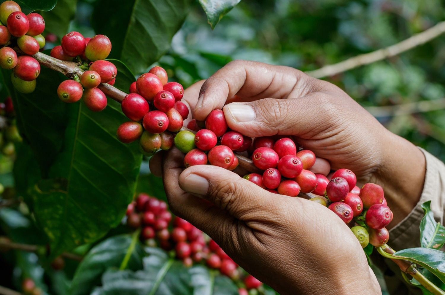 gimoka-sustainable-coffee-4