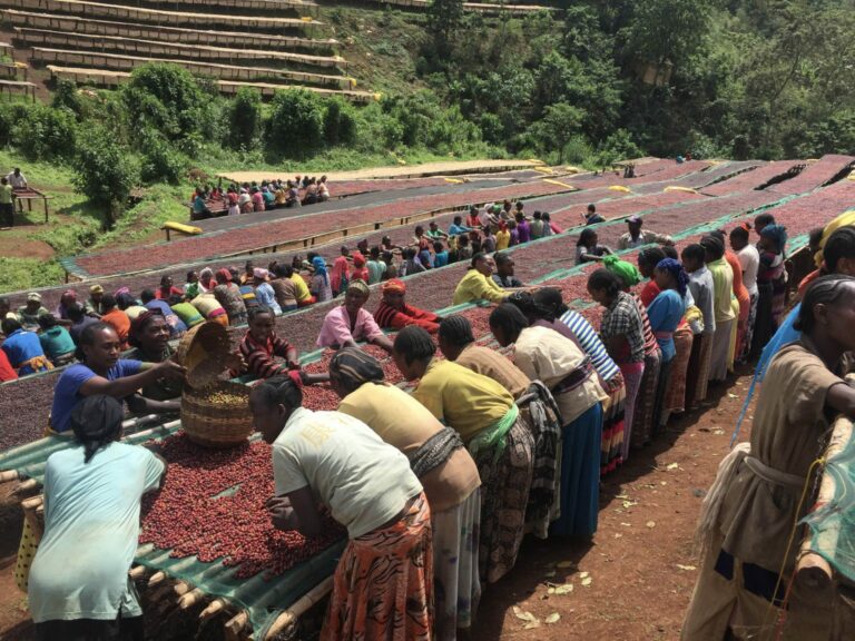 sati-coffee-sustainable-beans-origin-04